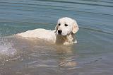 GOLDEN RETRIEVER 892